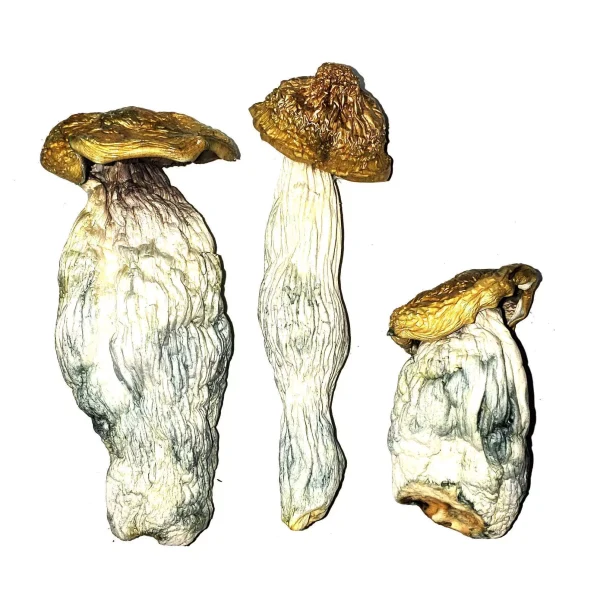 Buy 3.5 Grams Dried Mushrooms – DC Mak 95 (Extreme+)
