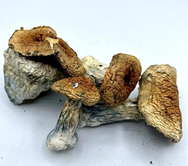 Hillbilly Mushrooms (Sale Pricing!!)