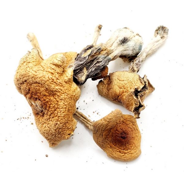 Golden Teachers Magic Mushrooms