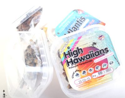 High Hawaiians Truffles – 22 grams - Image 2