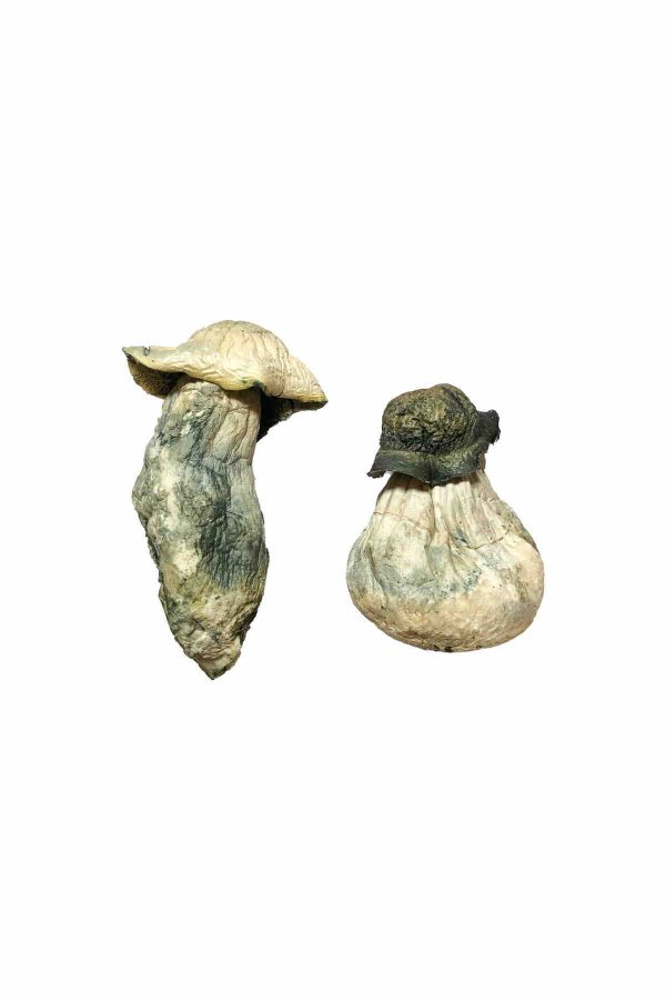 ALBINO PENIS ENVY MUSHROOM