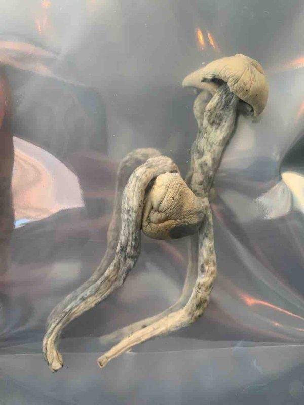 ALBINO PENIS ENVY MUSHROOM - Image 2