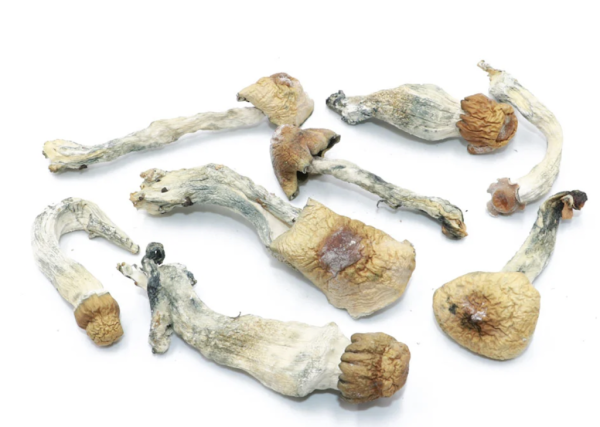 Blue Pulaski Magic Mushrooms