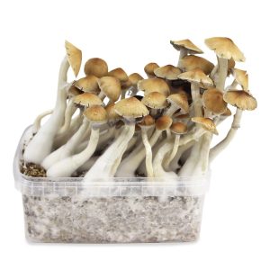 Cambodian Mushrooms Spore