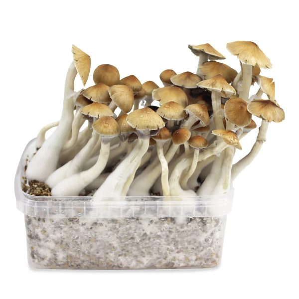 Cambodian Mushrooms Spore