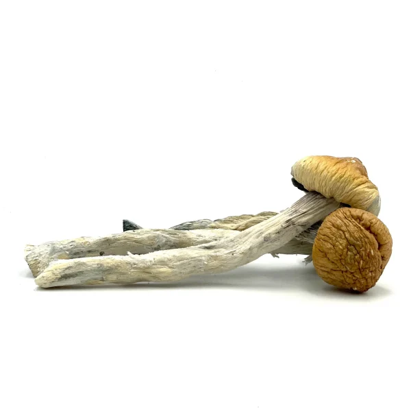 Dried Mushrooms – Super A.P.E. (Rare+Potent)