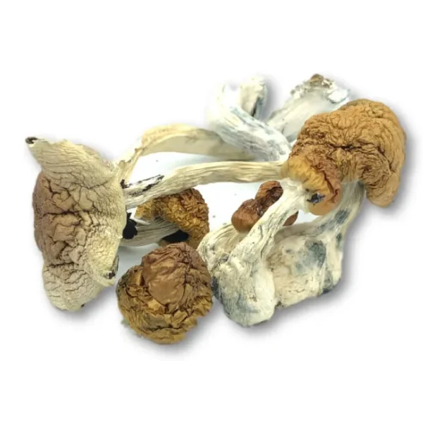 Gold Member Dried Magic Mushrooms