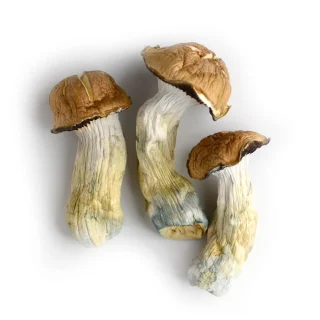 Dried Mushrooms Goliath