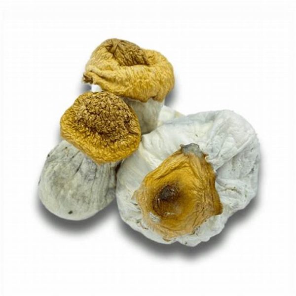 Mississippi Shroom Strain