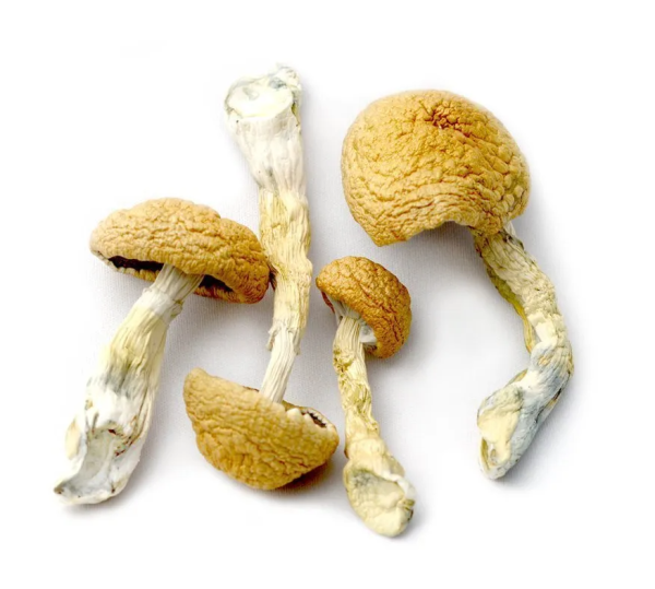 Dried Mushrooms – Tidal Wave